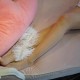 [高丝女子图鉴]袜小喵×一丝幻想 NZ005 糖糖