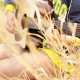 [AISS爱丝] NO.017 树下，你会为我的天衣无缝所迷倒吗？